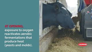 Silage Heating basics