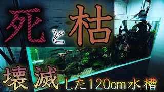 【アクアリウム】120cmの水草水槽が崩壊…【復活の120cm水草水槽part1】