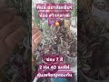 คืนนี้อย่าลืมเชียร์น้อง #วิวกุลวุฒิ 2 ทุ่ม 40 ที่ ช่อง 7 สี ถ่ายทอดสด #แบตมินตันไทย 🇹🇭 #โอลิมปิก2024