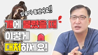 강아지에게 물려 생긴 교상😱 발생한 흉터는 어떻게 치료해야 할까요?