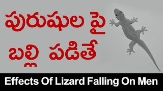 పురుషుల పై  బల్లి  పడితే | Lizard Falling Effects on Men | balli shakunam | Telugu panchangam