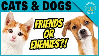 Can Cats & Dogs Be Friends? | Jackson Galaxy