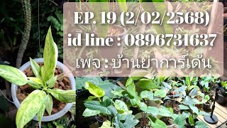 EP. 19 (2/02/2568) id line : 0896731637 ค่าจัดส่ง เหมาๆ 100 บาท อัพเดทไม้ใหม่ บุษราคัม จันดำ อื่นๆ