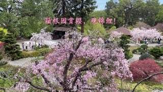 Hakone Estate and Gardens 箱根公园最佳赏樱时节 || 绝美樱花大道 || 停车提示