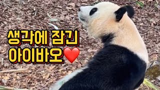 예뻐예뻐예뻐 아이바오 무슨 생각해?! #aibao#pandababies