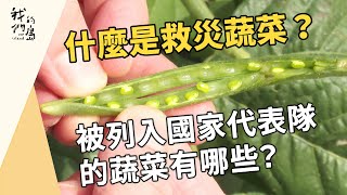 什麼是救災蔬菜？｜被列入國家代表隊的蔬菜有哪些？｜ #諾亞方舟 (我們的島 1191集 2023-02-06)