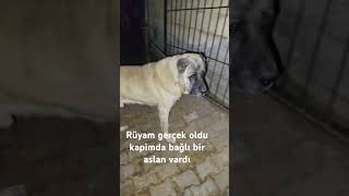 Kangal videoları orjinal safkan kangal sizce kaç yaşında bu aslan #kurdishtrap #çavreşamın #siirt