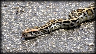 Python crossing Road 02 Time Lapse