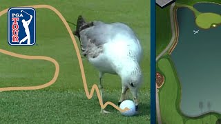 What’s the ruling when a bird steals your golf ball?