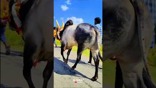 Big Kangayam Bulls | காங்கேயம் காளையின் ராஜ நடை #jallikattu #trending #video #shortsfeed