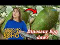 Lalaki nakatagpo daw ng Dinosaur Egg sa Ilog | Kapuso Mo, Jessica Soho: June 2, 2024 | Parody