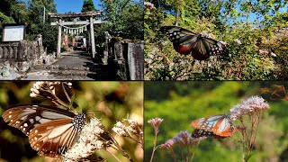 Asagi Madara, Butterfly, Arakura Shrine, Kochi City,   荒倉神社の【アサギマダラ】 (4K) 高知市