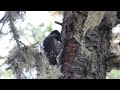 picchio tridattilo three toed woodpecker val venosta bz