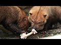 ヤブイヌのカツマルくん【神戸どうぶつ王国】こうべからの卒業（bush dog in kobe animal kingdom）