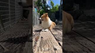 日向ぼっこをしつつ、抜かりなく自宅警備もする犬! #コーギー #corgi