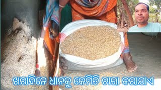 ଖରାଦିନେ ଧାନକୁ କେମିତି ଚାରା କରାଯାଏ #viral #video #surendra_vlog #