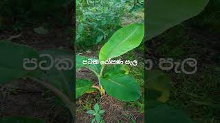 මේක මේ ගානට එන්න මාස ගානක් ගියා🍌🍌 #agriculture ruwanmini