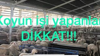 Süt koyunculuğu işi yapmak isteyenler DİKKAT etmesi gereken hususlar...