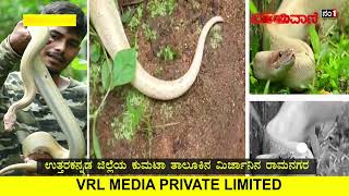 ಕುಮಟಾದಲ್ಲಿ ಬಹಳ ಅಪರೂಪದ ಬಿಳಿ ಹೆಬ್ಬಾವು ಪತ್ತೆ! #Whitepython #snake #kumata #uttarkannada