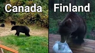 Bears In CANADA VS FINLAND (funny)