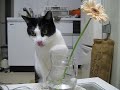 手で水をすくって飲む猫