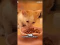 kitten cries as mom gives her away to man ❤️ animalshorts cat kitten