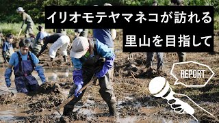 イリオモテヤマネコが訪れる里山を目指して。西表島イナバの水辺再生事業、地域の人々とWWF・環境省・研究者の取り組み。