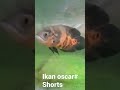 Beautifulnya ikan oscar#shorts