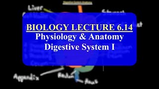 IMAT Biology Lesson 6.14 | Anatomy and Physiology | Digestive System I