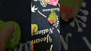 コザクラインコ🐥キッチンタイマーの音真似をする🤭