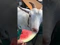 ヤギにスイカ食べさせてみた shorts goat ヤギ