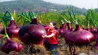 AMAZING! Harvesting giant purple spring onions goes to sell - endless vast field of spring onions