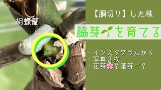 2023年5月13日　胡蝶蘭　【胴切り】下株の脇芽🌱を育てる　花芽🌸葉芽🌱の見分け方　スプレーのやり方　リクエスト