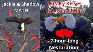 Jackie \u0026 Shadow MATE!🦅❤️Jackie's Eye Issue, 7-hour-long Nestoration, Love Nibbles🥰, 8 Sticks \u0026 🐿️