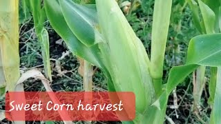 Sweet Corn 🌽, हरियो मकै😋kids having fun (at least one is😅) @Brisbanegardener