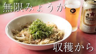 無限みょうが　収穫から食べるまで　 A infinite japanese ginger