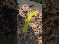 amaryllis bulb flower flowers spreading