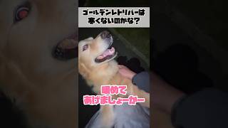 これからの季節、ゴールデンレトリバーの散歩は寒い#shorts #goldenretriever #ゴールデンレトリバー #dog #大型犬 #犬