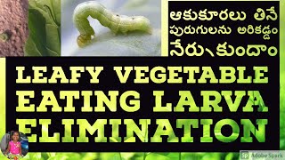 73.eliminate leafy vegetable eating insects /ఆకుకూరలు తినే పురుగులను అరికడ్డం నేర్చుకుందాం .