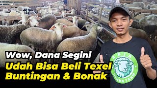 Review Domba Texel Buntingan dan Babon Anak Murah Meriah | @AGROTV9