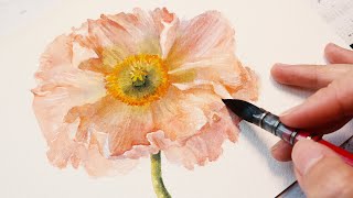 How to paint a realistic poppy in Watercolor