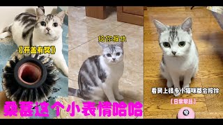 教桑葚按铃～教到最后我傻了#美短 #桑葚是只猫 #桑葚 #猫咪 #萌寵