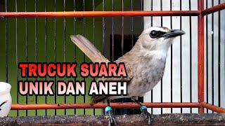 Trucuk ini Suaranya Unik Dan Aneh