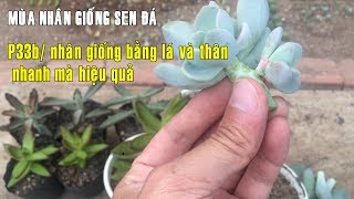 Phần 33b/ Nhân giống SEN ĐÁ BẰNG LÁ VÀ THÂN NHANH NHẤT