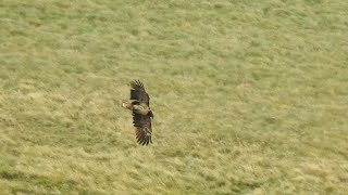 Bearded Vulture (Howden Moors 14-07-2020)