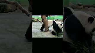 圓寶被媽咪擺了一道,撒嬌變假摔 funny #panda #shorts #yuanbao