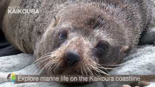 Things to do in Kaikoura with Must Do New Zealand