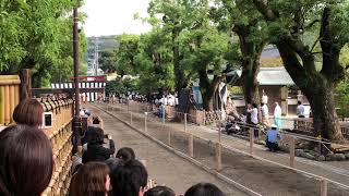 2018年鶴岡八幡宮例大祭流鏑馬神事 菱瑞わ