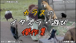 【観賞用】カラスのイタズラ・遊び傑作集！【雑学】