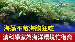 海藻不敵海膽狂吃 澳科學家為海洋環境忙復育